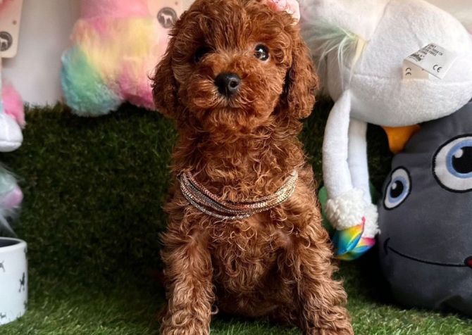 Safkan Toy Poodle Bebekler